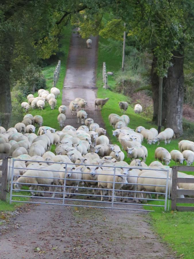 La Ferme De Pomereix Le Dorat Екстериор снимка